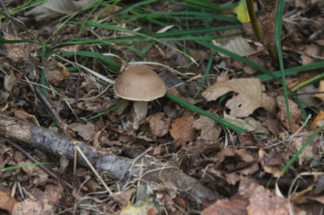 Porcinello